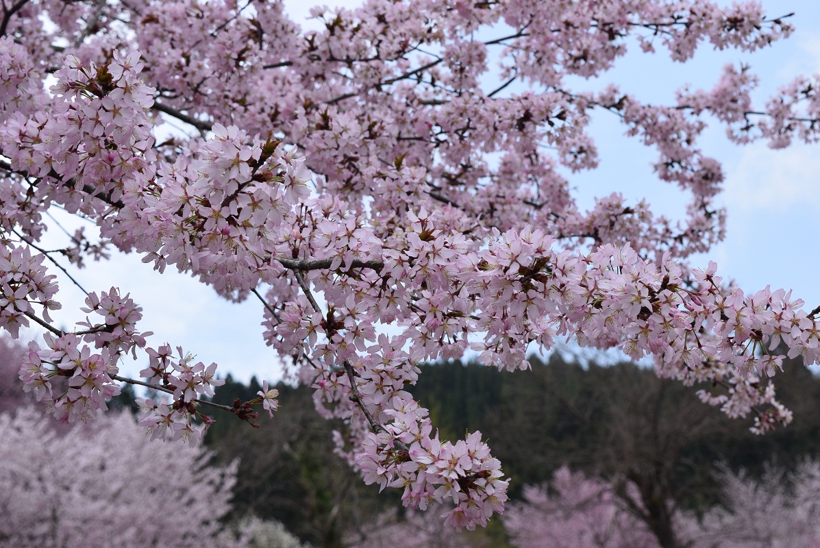 ふれあいの丘の桜⑤