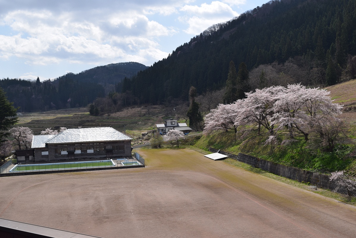 旧体育館と桜