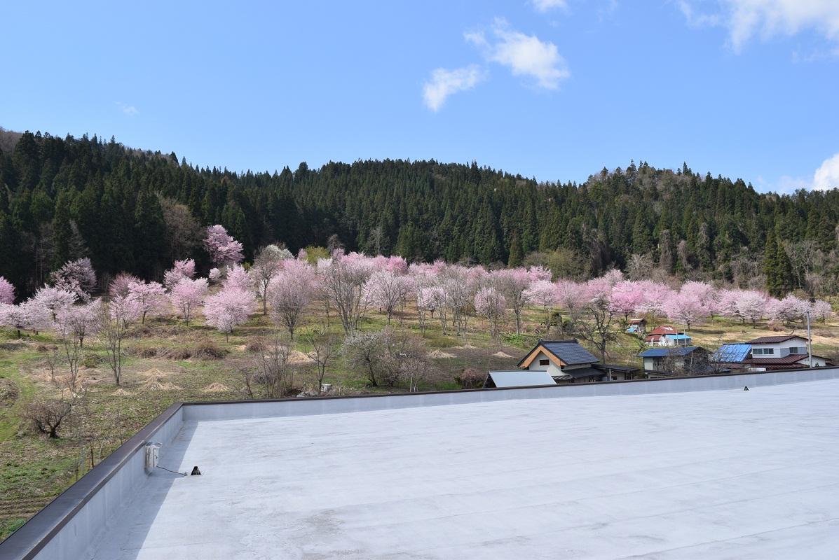 学校の屋上から望む桜①